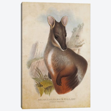 Vintage Brush-Tailed Rock Wallaby Canvas Print #ADP3340} by Aged Pixel Canvas Wall Art