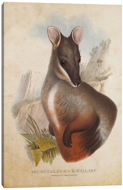 Vintage Brush-Tailed Rock Wallaby Canvas Art Print - Kangaroo Art