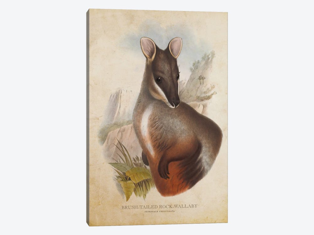 Vintage Brush-Tailed Rock Wallaby by Aged Pixel 1-piece Canvas Art