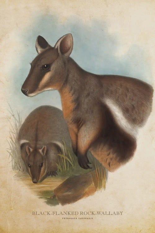 Vintage Black-Flanked Rock Wallaby