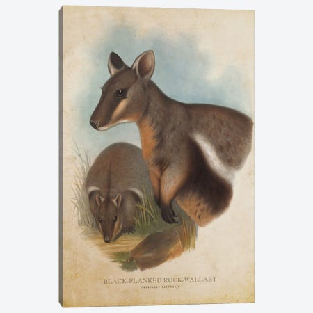 Vintage Black-Flanked Rock Wallaby Canvas Print #ADP3341} by Aged Pixel Canvas Wall Art