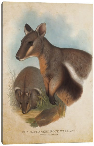Vintage Black-Flanked Rock Wallaby Canvas Art Print - Kangaroo Art