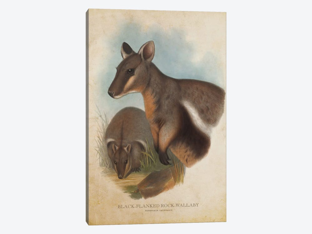 Vintage Black-Flanked Rock Wallaby by Aged Pixel 1-piece Art Print