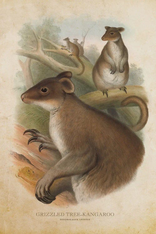 Vintage Grizzled Tree Kangaroo