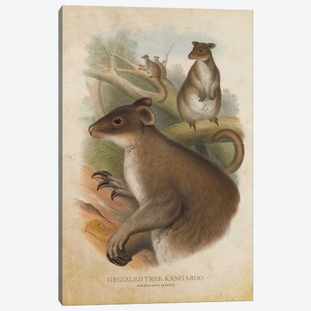 Vintage Grizzled Tree Kangaroo Canvas Print #ADP3342} by Aged Pixel Canvas Art