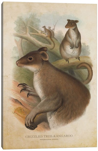 Vintage Grizzled Tree Kangaroo Canvas Art Print - Kangaroo Art