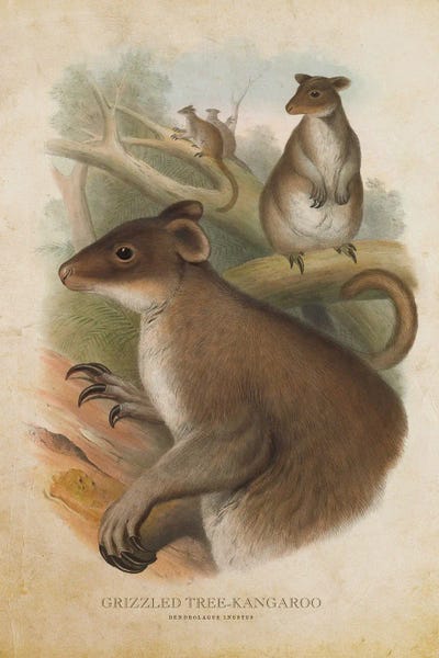 Vintage Grizzled Tree Kangaroo