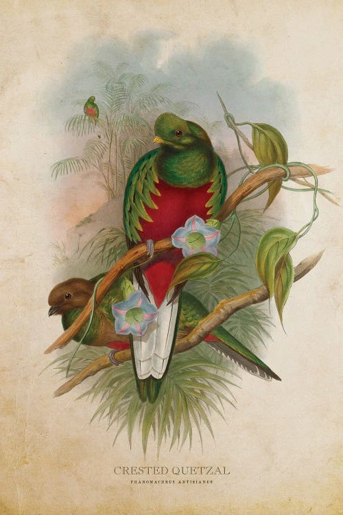 Vintage Crested Quetzal