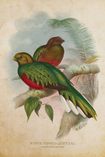 Vintage White-Tipped Quetzal by Aged Pixel canvas print