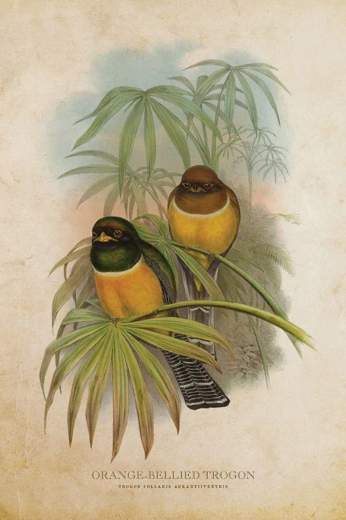 Vintage Orange-Bellied Trogon