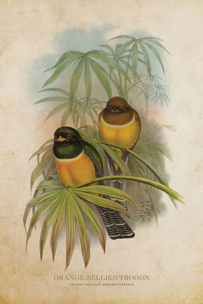 Vintage Animal Illustrations: Vintage Orange-Bellied Trogon by Aged Pixel