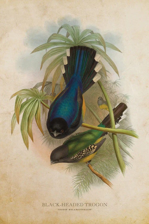 Vintage Black-Headed Trogon