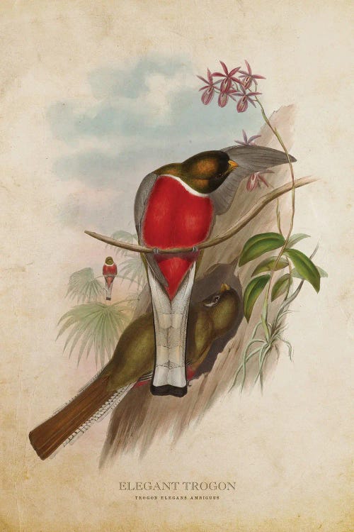 Vintage Elegant Trogon