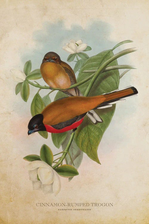 Vintage Cinnamon-Rumped Trogon