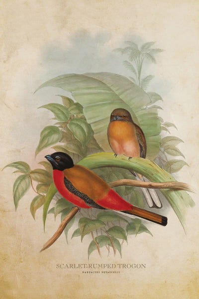 Vintage Scarlet-Rumped Trogon by Aged Pixel canvas print