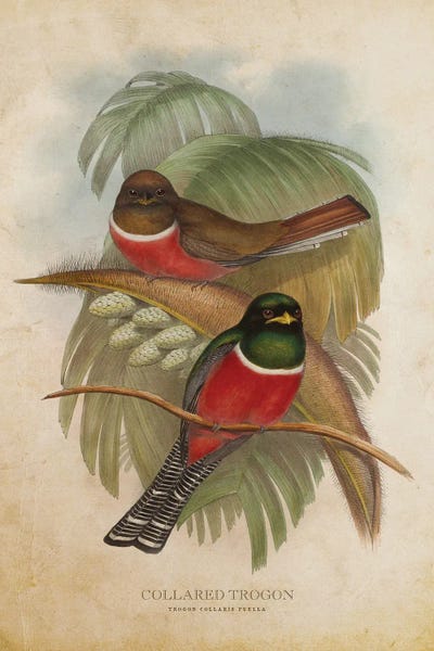 Vintage Animal Illustrations: Vintage Collared Trogon by Aged Pixel
