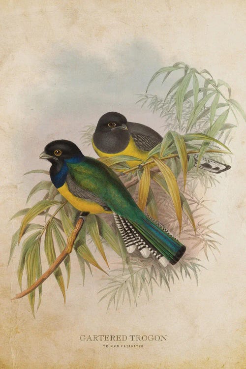 Vintage Gartered Trogon