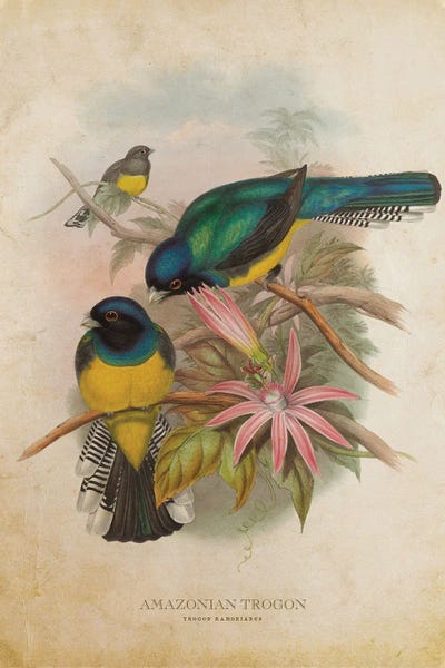 Vintage Animal Illustrations: Vintage Amazonian Trogon by Aged Pixel