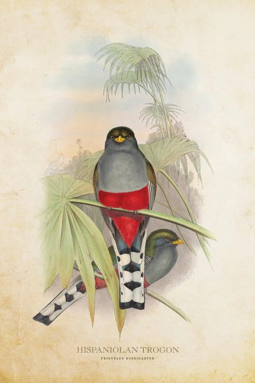 Vintage Hispaniolan Trogon