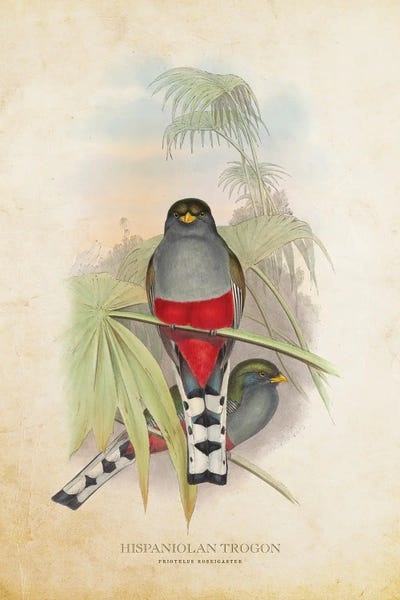 Vintage Animal Illustrations: Vintage Hispaniolan Trogon by Aged Pixel
