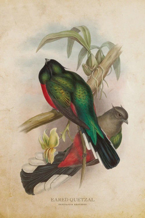Vintage Eared Quetzal
