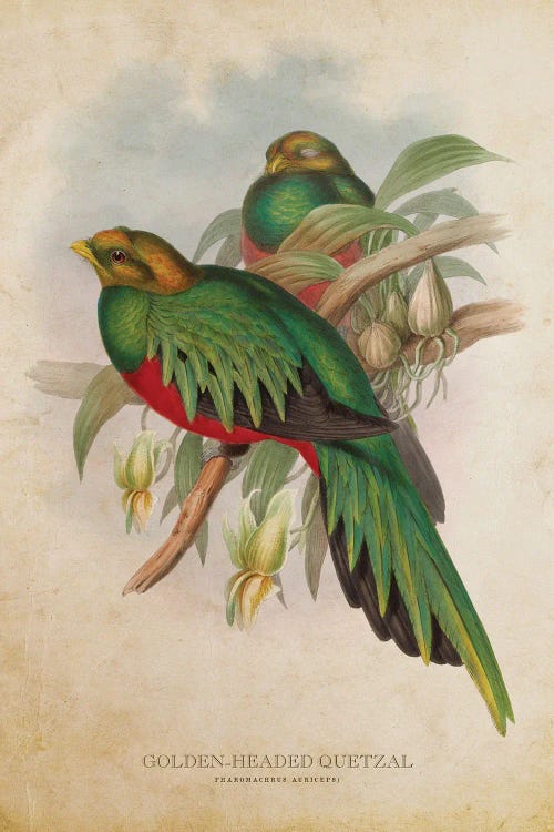 Vintage Golden-Headed Quetzal