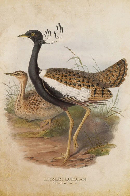 Vintage Lesser Florican