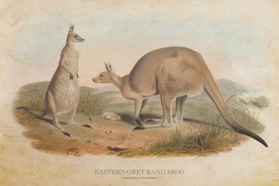 Vintage Eastern Grey Kangaroo by Aged Pixel canvas print