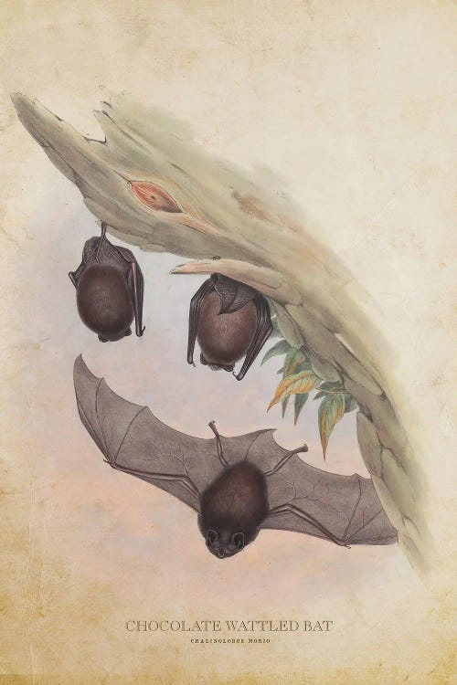 Vintage Chocolate Wattled Bat