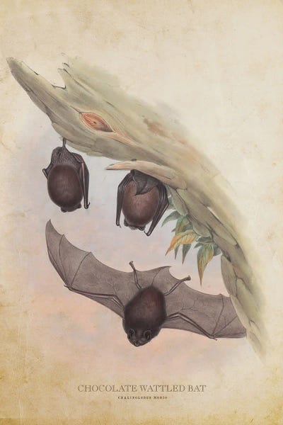 Vintage Animal Illustrations: Vintage Chocolate Wattled Bat by Aged Pixel