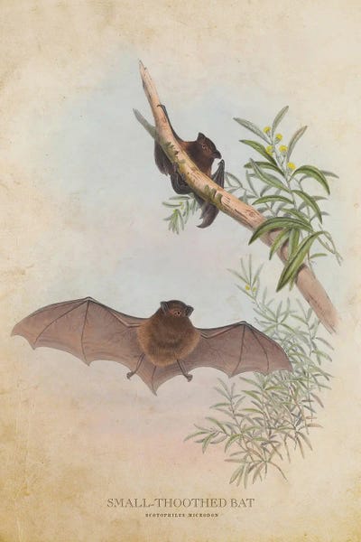 Vintage Animal Illustrations: Vintage Small-Toothed Bat by Aged Pixel