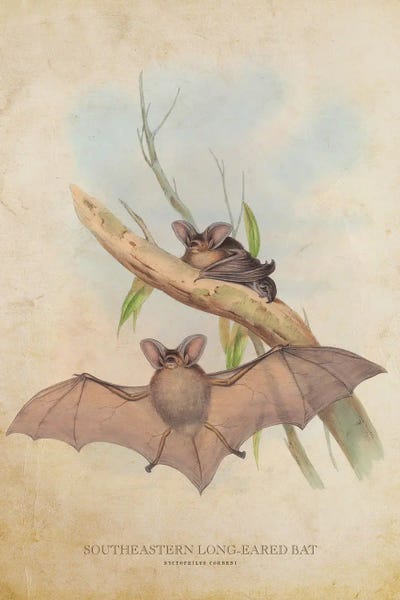 Vintage Animal Illustrations: Vintage Southeastern Long-Eared Bat by Aged Pixel