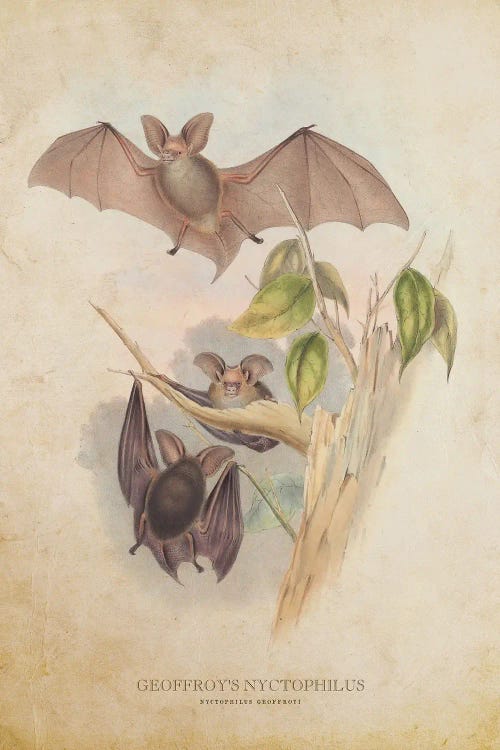 Vintage Geoffroys Nyctophilus