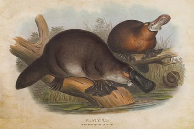 Vintage Platypus by Aged Pixel canvas print