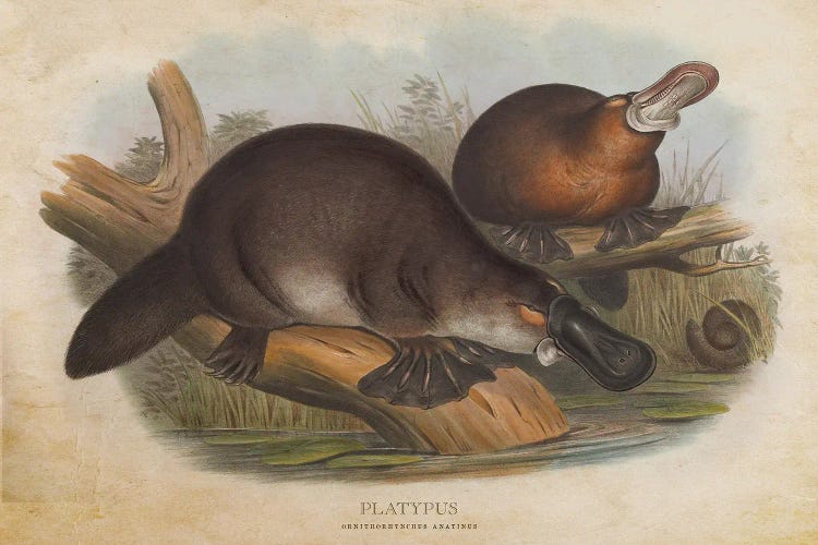Vintage Platypus