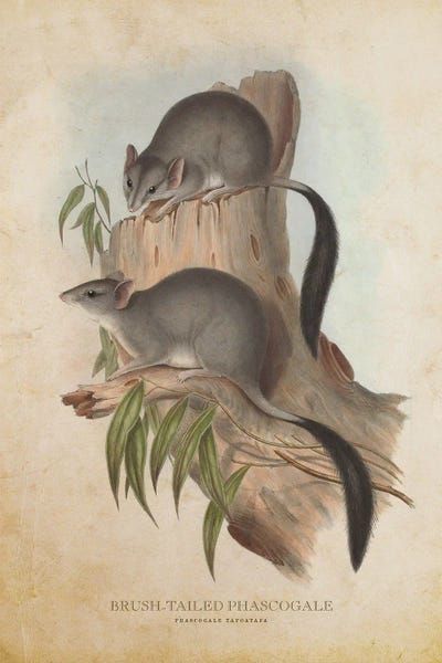 Vintage Animal Illustrations: Vintage Brush-Tailed Phascogale by Aged Pixel