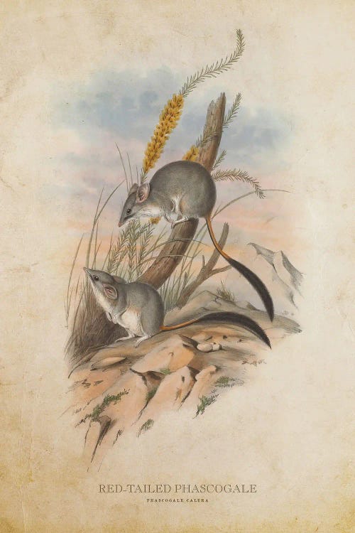 Vintage Red-Tailed Phascogale