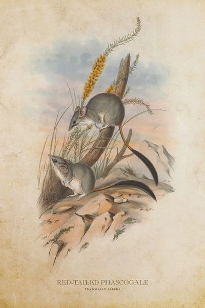 Vintage Animal Illustrations: Vintage Red-Tailed Phascogale by Aged Pixel