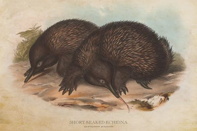 Vintage Short-Beaked Echidna by Aged Pixel canvas print