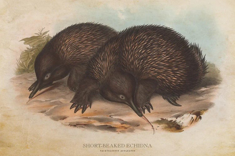 Vintage Short-Beaked Echidna
