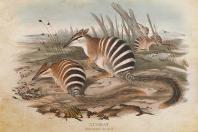 Vintage Numbat by Aged Pixel canvas print