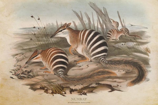 Vintage Numbat