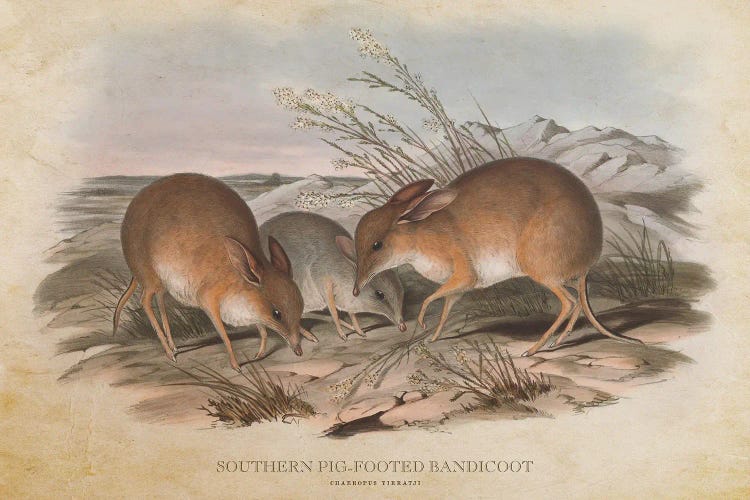 Vintage Southern Pig-Footed Bandicoot