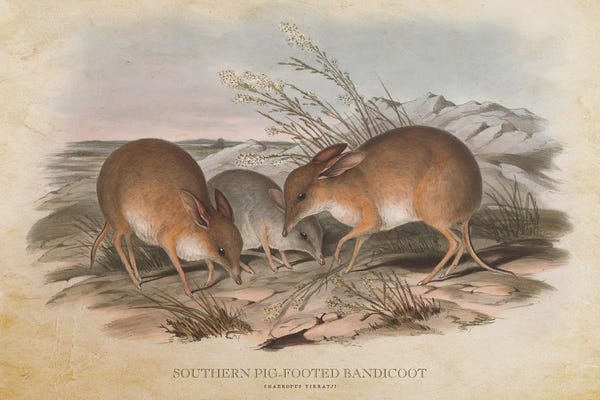 Vintage Southern Pig-Footed Bandicoot