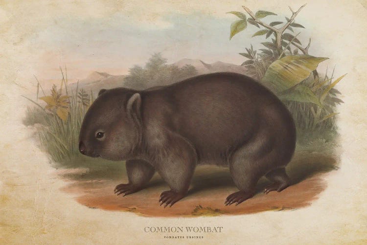 Vintage Common Wombat