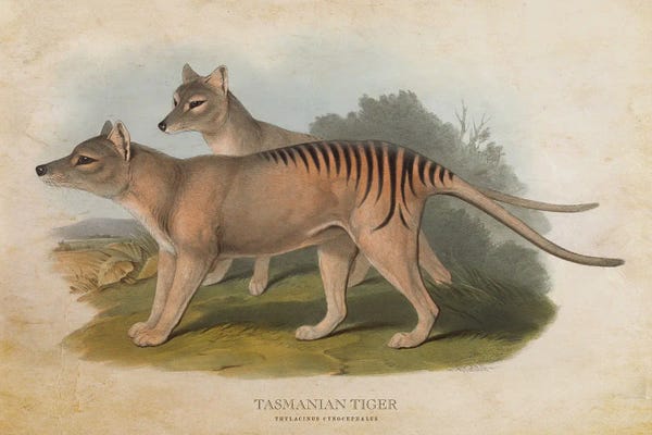 Vintage Animal Illustrations: Vintage Tasmanian Tiger by Aged Pixel