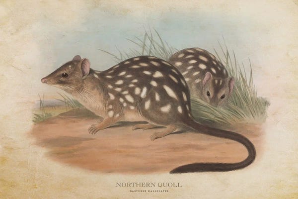 Vintage Animal Illustrations: Vintage Northern Quoll by Aged Pixel