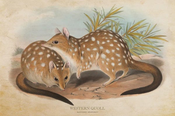 Vintage Animal Illustrations: Vintage Western Quoll by Aged Pixel