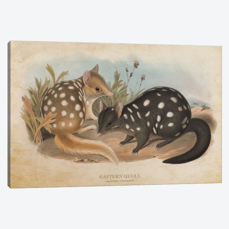 Vintage Eastern Quoll Canvas Print #ADP3372} by Aged Pixel Canvas Art Print