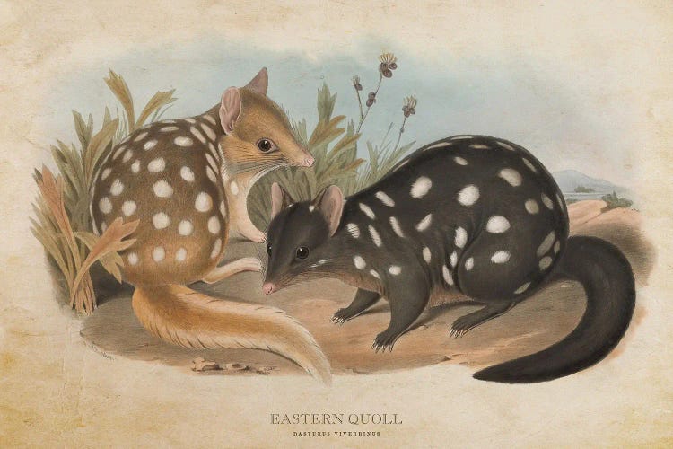 Vintage Eastern Quoll